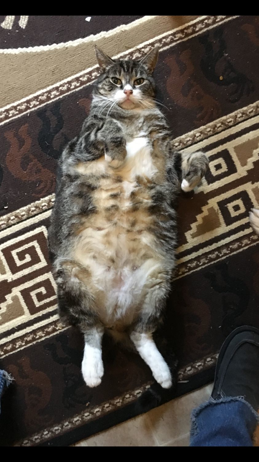 Pic of the Litter: Fat boy